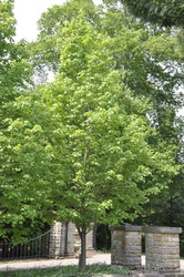 Acer rubrum 'Bowhall' — photo 3